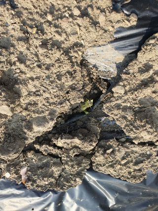 옥천서화농님의 자유주제 · 자유게시판 작성글 사진