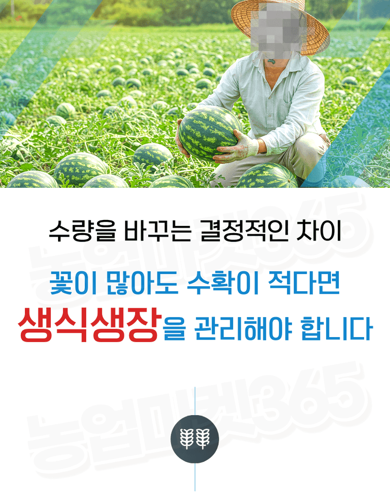 농업마켓365님의 장터 판매 상품 [엑토신 500ML 1L 다수확 촉진제 벼 도복경감제 화아분화 촉진 식물영양제 ] 첨부 사진