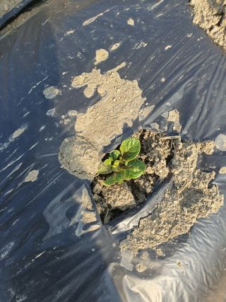 옥천서화농님의 자유주제 · 자유게시판 작성글 사진