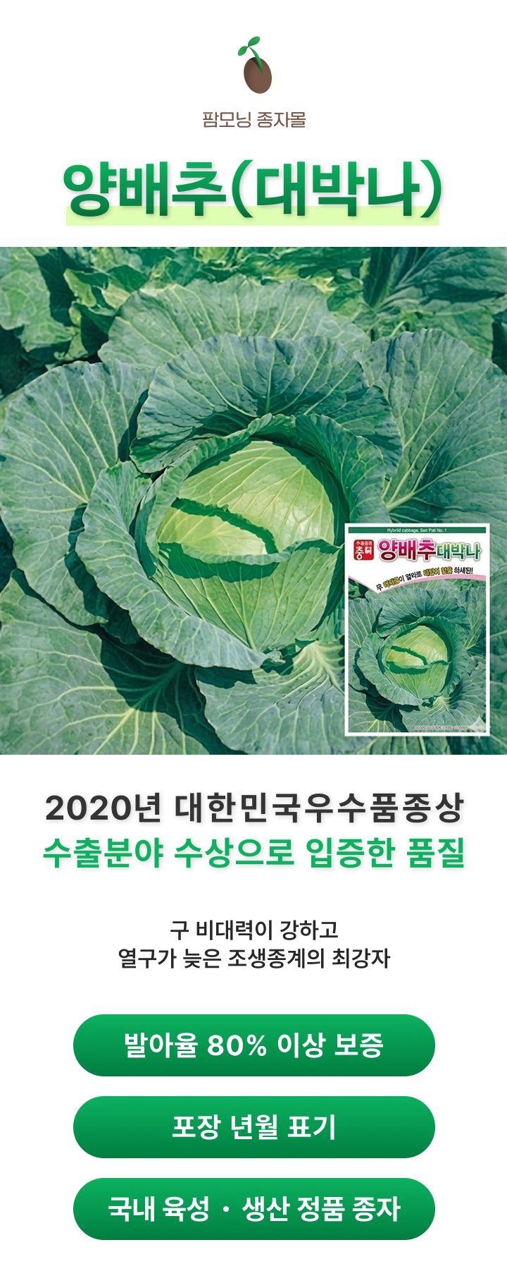 팜모닝 상점님의 장터 판매 상품 [양배추 씨앗종자 대박나 2500립] 첨부 사진