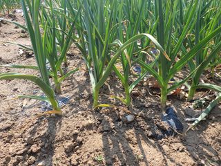 옥천서화농님의 자유주제 · 자유게시판 작성글 사진