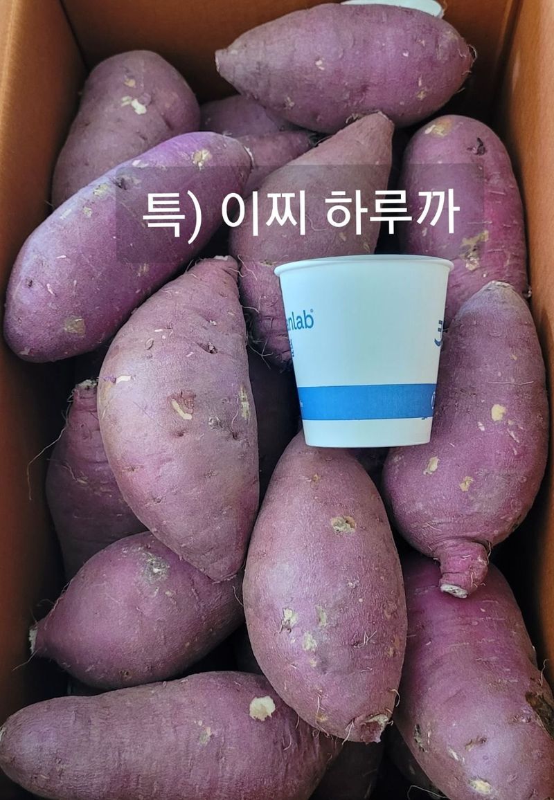 사랑꽃농장님의 장터 판매 상품 [두입 꿀 이찌 하루까 고구마 10kg] 첨부 사진