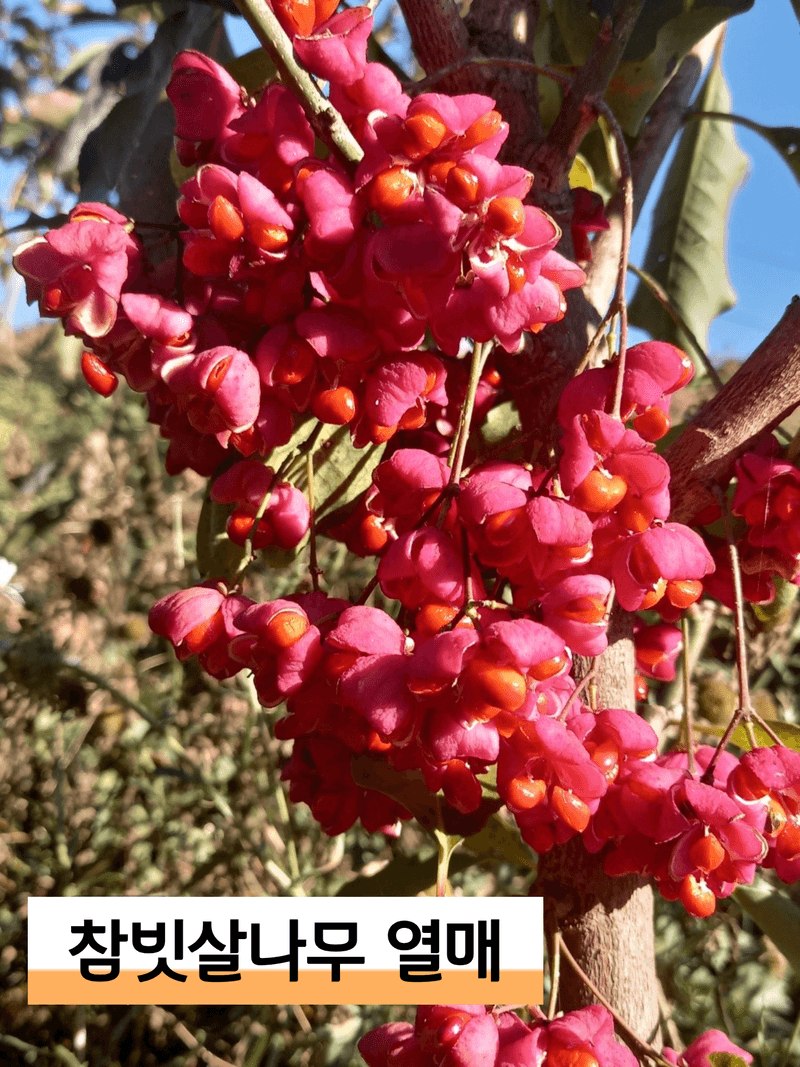 장터 상품 [참빗살나무(진공)묘목팝니다 ] 썸네일