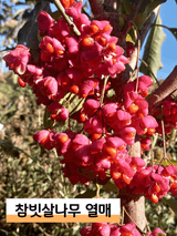 팜모닝 · 게시글 이미지