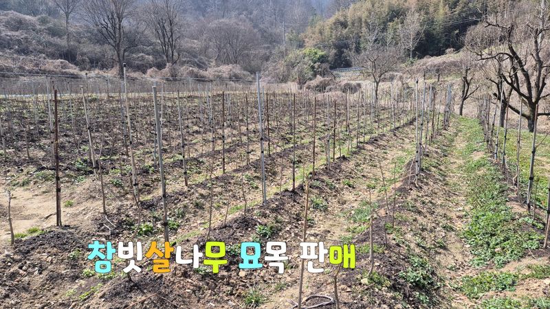 다음:농수산물공동구님의 장터 판매 상품 [참빗살나무(진공)묘목팝니다 ] 첨부 사진