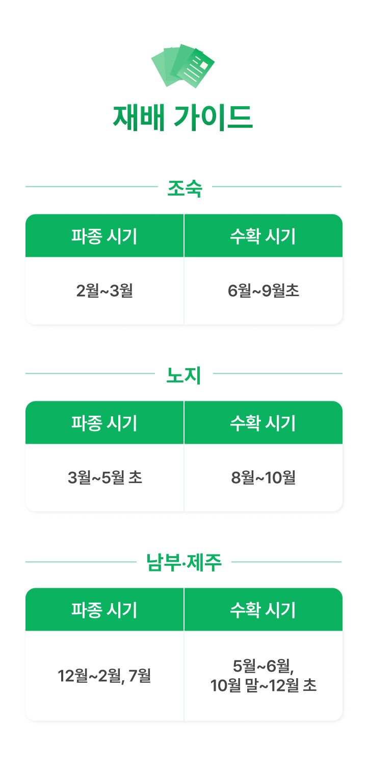 팜모닝 상점님의 장터 판매 상품 [양배추 씨앗종자 대박나 2500립] 첨부 사진