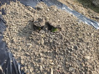 옥천서화농님의 자유주제 · 자유게시판 작성글 사진