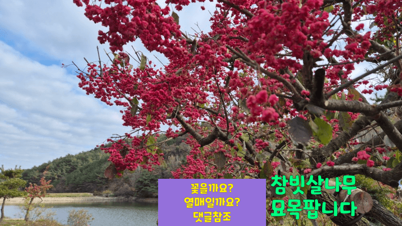 다음:농수산물공동구님의 장터 판매 상품 [참빗살나무(진공)묘목팝니다 ] 첨부 사진