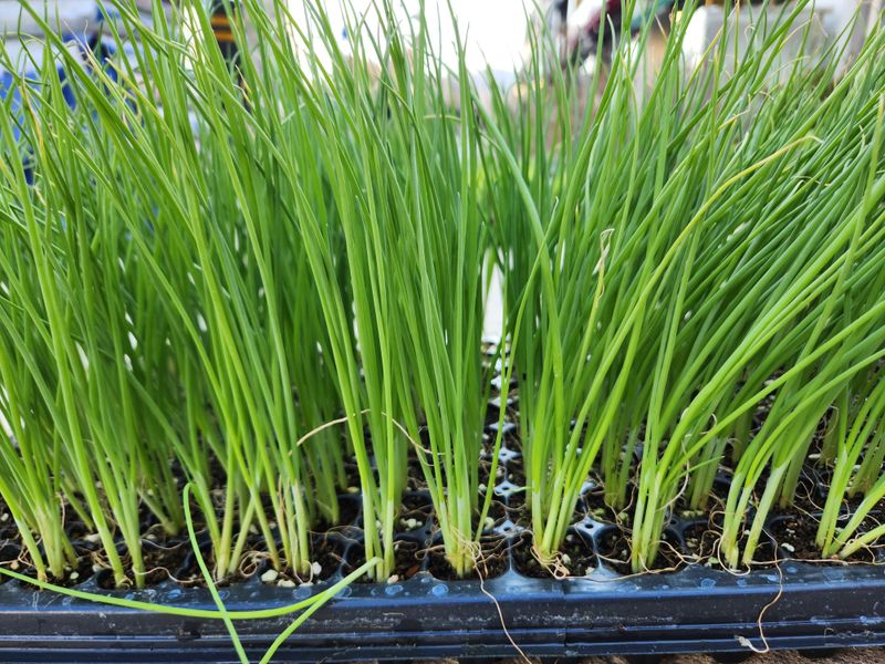 장터 상품 [흑장금대파모종 1판 160구 ] 썸네일