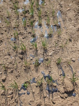 옥천서화농님의 자유주제 · 자유게시판 작성글 사진