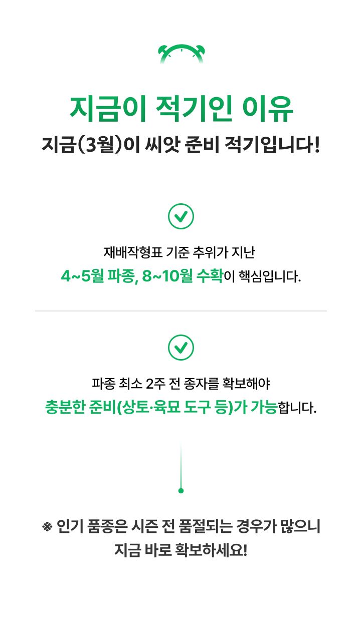 팜모닝 상점님의 장터 판매 상품 [양배추 씨앗종자 대박나 2500립] 첨부 사진