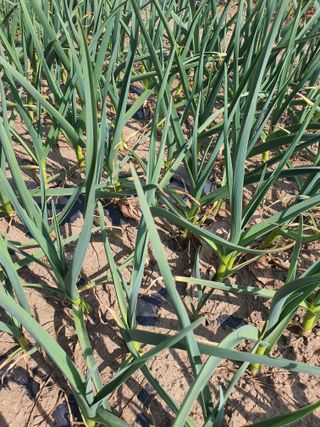 옥천서화농님의 자유주제 · 자유게시판 작성글 사진