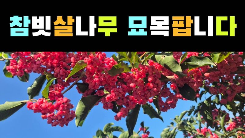 다음:농수산물공동구님의 장터 판매 상품 [참빗살나무(진공)묘목팝니다 ] 첨부 사진