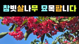 다음:농수산물공동구님의 작성글 사진