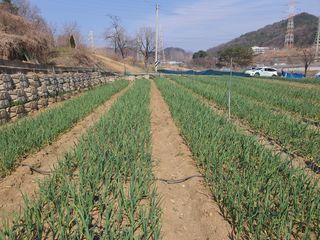 옥천서화농님의 자유주제 · 자유게시판 작성글 사진