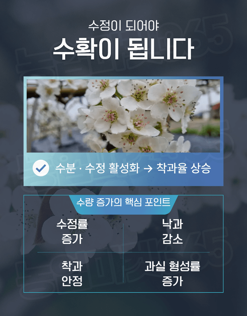 농업마켓365님의 장터 판매 상품 [엑토신 500ML 1L 다수확 촉진제 벼 도복경감제 화아분화 촉진 식물영양제 ] 첨부 사진