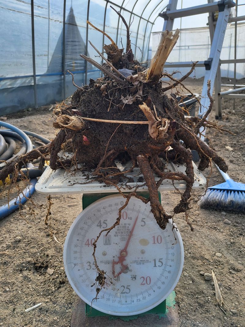 김종덕님의 장터 판매 상품 [야생 땅두릅모종5구2판] 첨부 사진