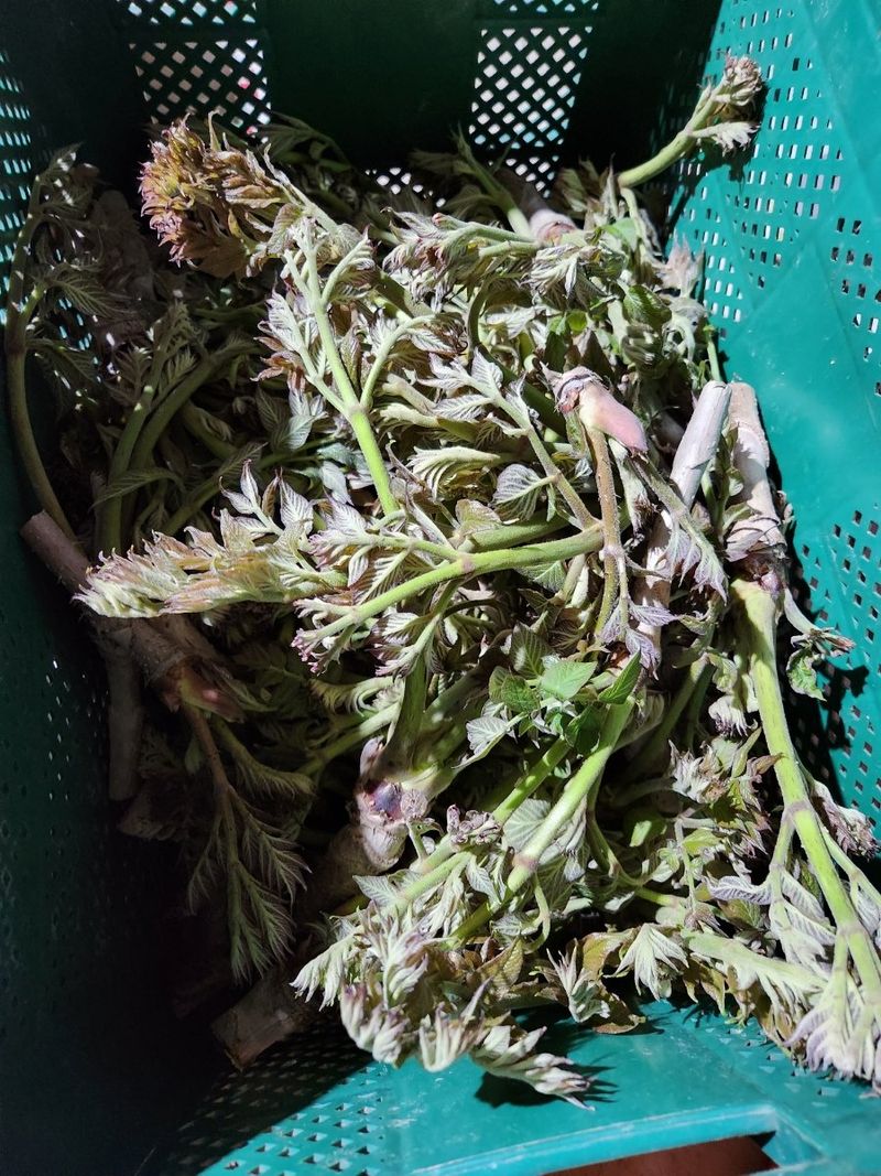 임원식님의 장터 판매 상품 [두릅순.엄나무순 500g] 첨부 사진