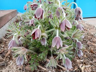 화우농원님의 자유주제 · 자유게시판 작성글 사진