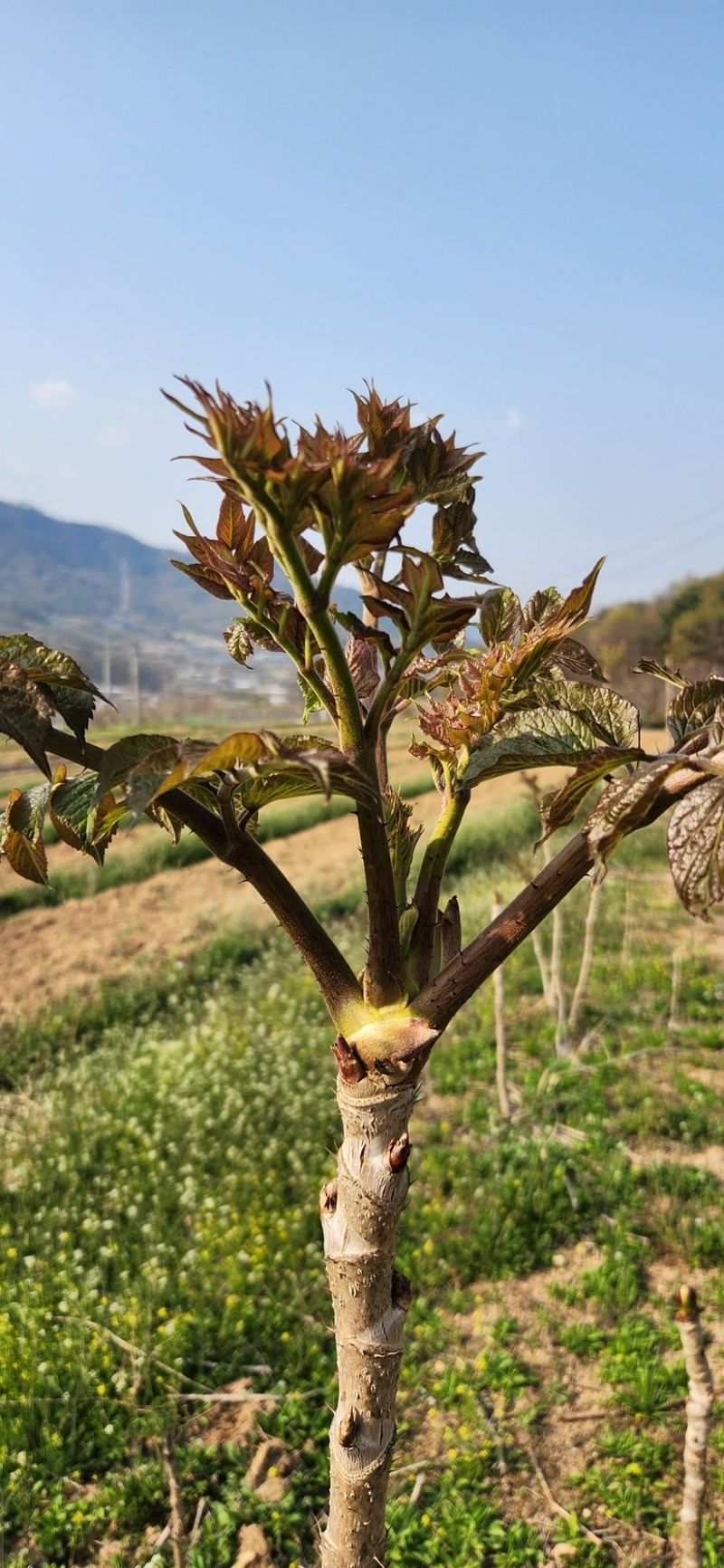 임원식님의 장터 판매 상품 [두릅순.엄나무순 500g] 첨부 사진