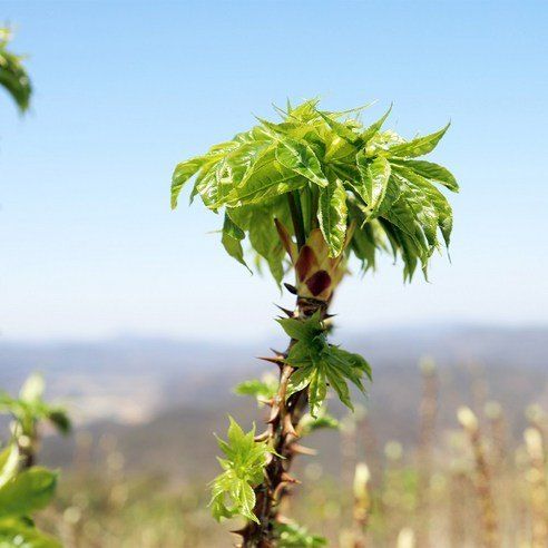 임원식님의 장터 판매 상품 [두릅순.엄나무순 500g] 첨부 사진