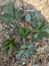 팜모닝 자유주제·자유게시판 게시글 이미지