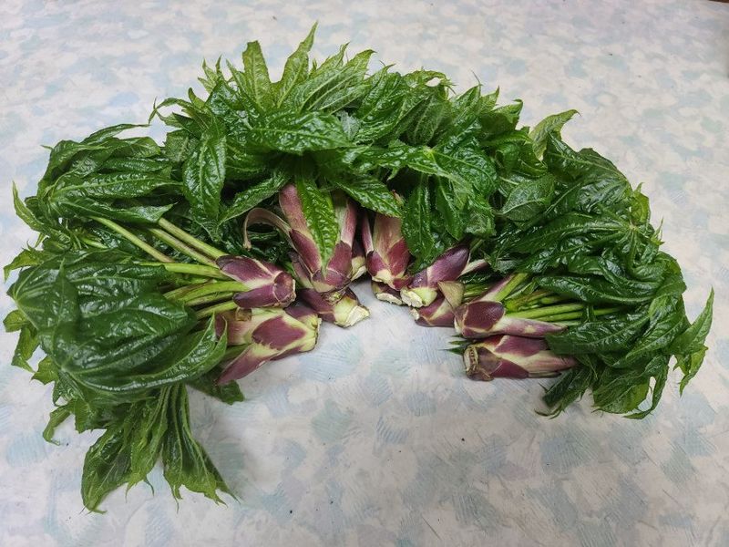 임원식님의 장터 판매 상품 [두릅순.엄나무순 500g] 첨부 사진