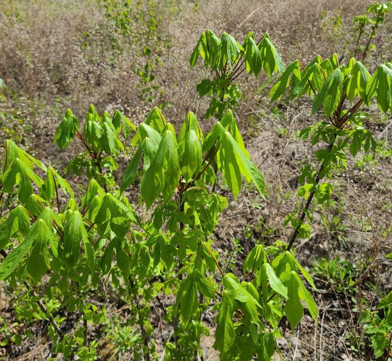 임원식님의 장터 판매 상품 [두릅순.엄나무순 500g] 첨부 사진