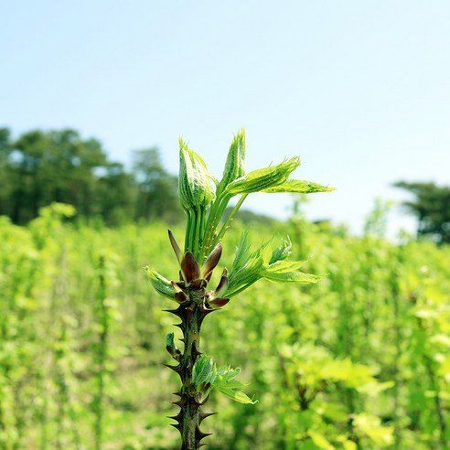 임원식님의 장터 판매 상품 [두릅순.엄나무순 500g] 첨부 사진