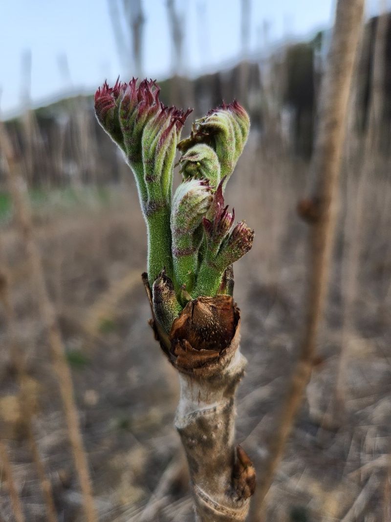 임원식님의 장터 판매 상품 [두릅순.엄나무순 500g] 첨부 사진