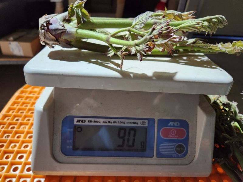 임원식님의 장터 판매 상품 [두릅순.엄나무순 500g] 첨부 사진