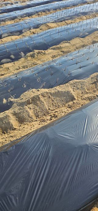 뿌리묘목농원님의 자유주제 · 자유게시판 작성글 사진