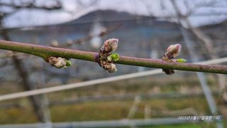 달맛햇복숭아농원님의 자유주제 · 자유게시판 작성글 사진