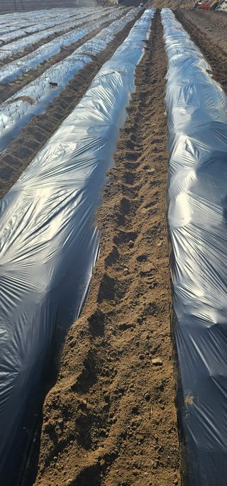 뿌리묘목농원님의 자유주제 · 자유게시판 작성글 사진