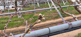 달맛햇복숭아농원님의 자유주제 · 자유게시판 작성글 사진