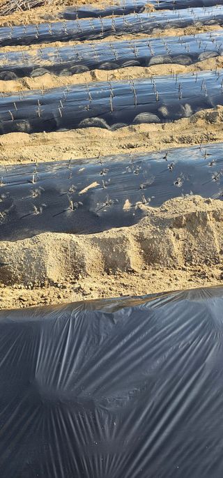 뿌리묘목농원님의 자유주제 · 자유게시판 작성글 사진