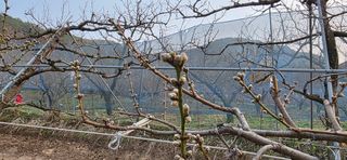 달맛햇복숭아농원님의 자유주제 · 자유게시판 작성글 사진