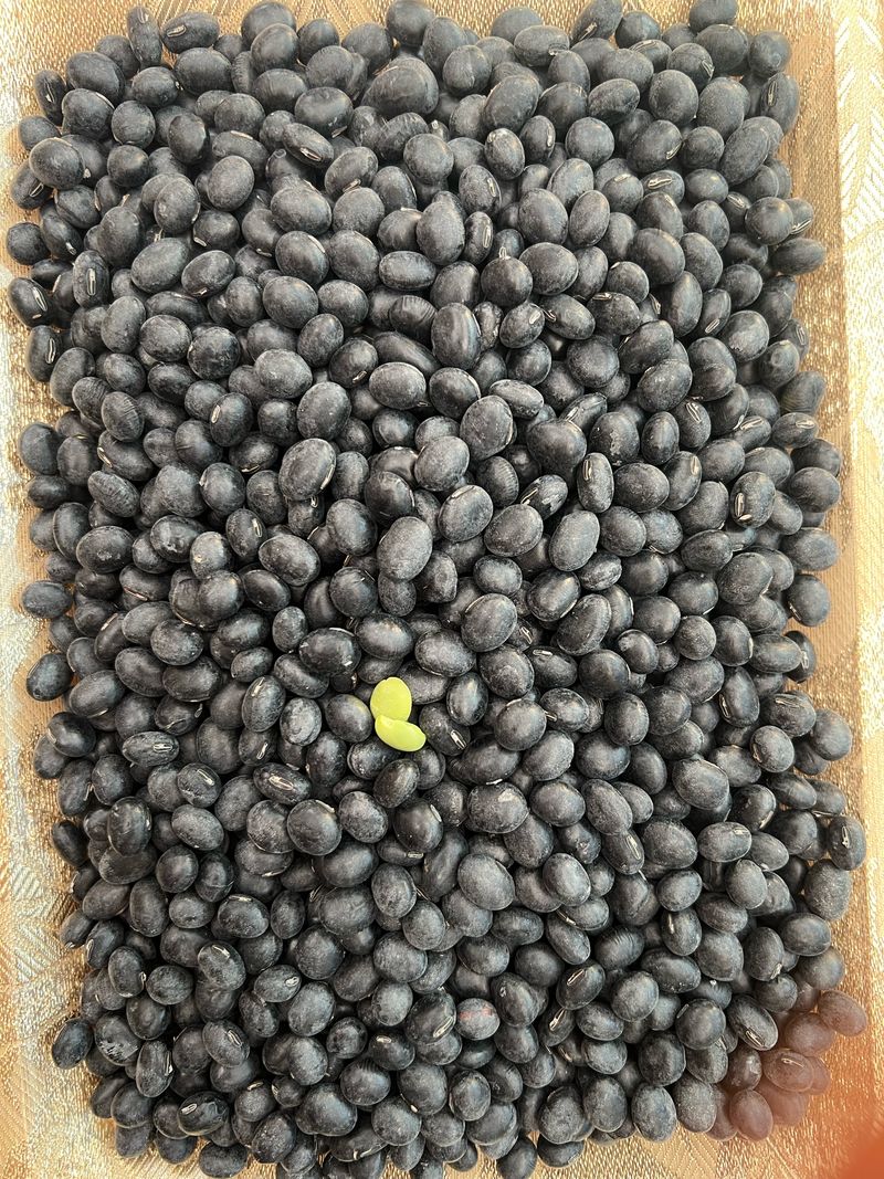 강원도농산물님의 장터 판매 상품 [서리태 1kg] 첨부 사진