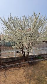 팜모닝 자유주제·자유게시판 게시글 이미지