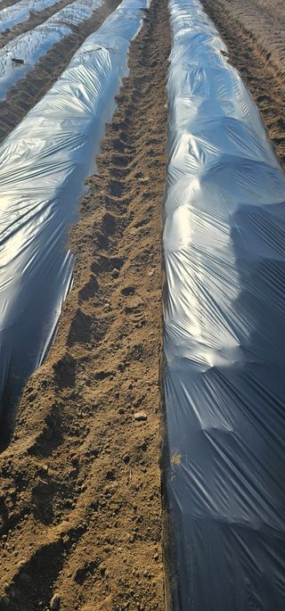 뿌리묘목농원님의 자유주제 · 자유게시판 작성글 사진