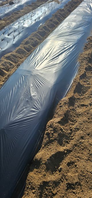 뿌리묘목농원님의 자유주제 · 자유게시판 작성글 사진