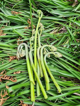 제주부자팜님의 자유주제 · 자유게시판 작성글 사진