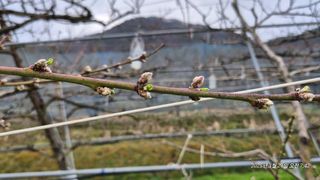 달맛햇복숭아농원님의 자유주제 · 자유게시판 작성글 사진
