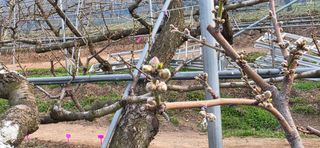 달맛햇복숭아농원님의 자유주제 · 자유게시판 작성글 사진