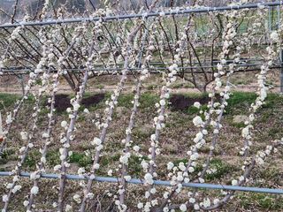 자두농장님의 자유주제 · 자유게시판 작성글 사진