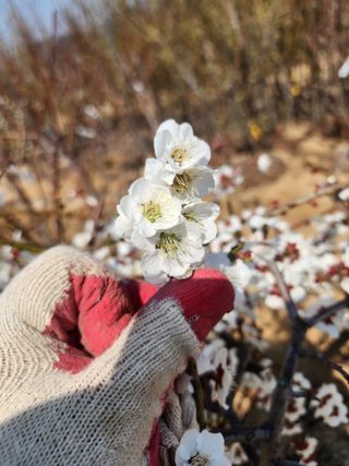 일심묘목농원님의 자유주제 · 자유게시판 작성글 사진