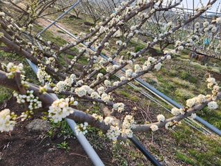 자두농장님의 자유주제 · 자유게시판 작성글 사진