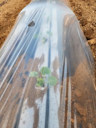 제주부자팜님의 자유주제 · 자유게시판 작성글 사진