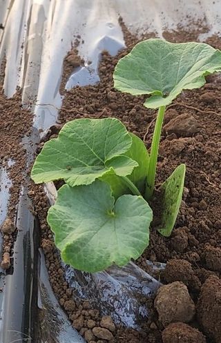 제주부자팜님의 자유주제 · 자유게시판 작성글 사진