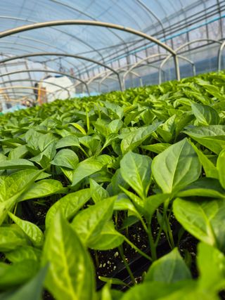 김영진(전남영광)님의 자유주제 · 자유게시판 작성글 사진